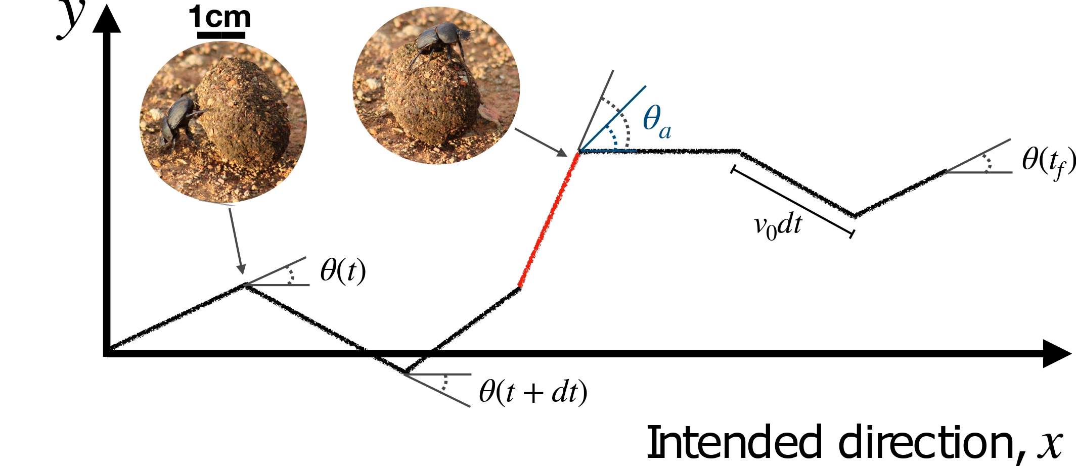 Animal Navigation